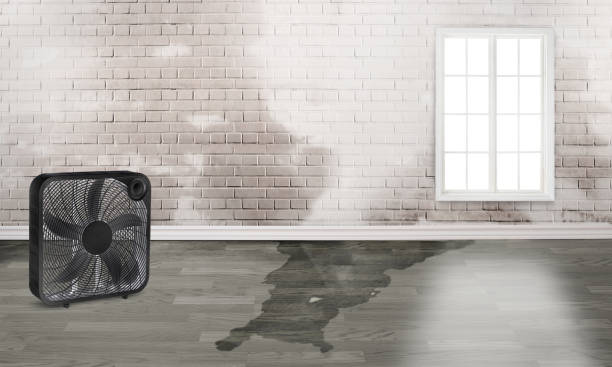 Best Water damage repair service  in Boyce, LA